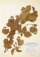 藏品(山榿木)的圖片